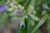 Tradescantia hirsuticaulis