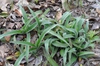 Tradescantia hirsuticaulis