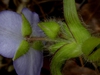 Tradescantia hirsuticaulis