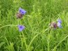 Tradescantia ohiensis