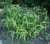 Tradescantia ohiensis