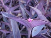T. pallidia leaves