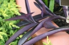 Tradescantia pallida 'Purple Heart'