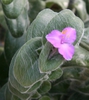 T. sillamontana flower and leaves
