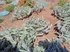 Tradescantia sillamontana