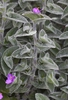 Tradescantia sillamontana