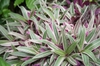 'vittata' leaves