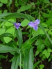 Tradescantia subaspera