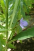 Tradescantia subaspera