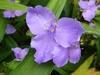Lavender blue, 3-petaled flowers with yellow anthers.