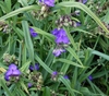 Lavender blue, 3-petaled flowers with yellow anthers.