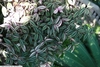 Leafy shoots showing variegation.