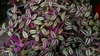 Tradescantia zebrina houseplant