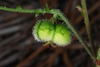 Side view of capsule (Bladen County, NC)-Early Summer