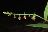 Small flowers (Bladen County, NC)-Early Summer
