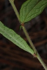 Hairy leaves and stem (Bladen County, NC)-Early Summer