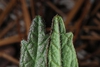 Front and back of leaves (Bladen County, NC)-Early Summer