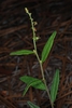 Plant in bloom (Bladen County, NC)-Early Summer