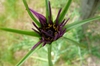 Tragopogon porrifolius