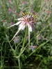 Tragopogon porrifolius