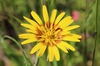 Tragopogon pratensis
