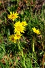 Tragopogon pratensis