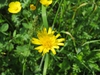 Tragopogon pratensis