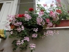 Trailing plant with clusters of pink zygomorphic flowers.