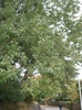 Triadica sebifera