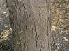 Triadica sebifera
