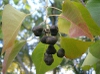 Triadica sebifera