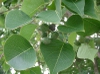 Triadica sebifera