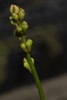 Triantha racemosa