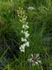 Triantha racemosa