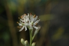 Triantha racemosa
