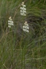 Triantha racemosa