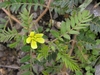 Compound leaves