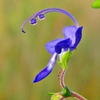 Trichostema dichotomum