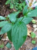 Clasping leaves