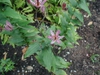 Form
