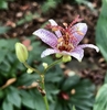 Flower up close September