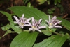 Flower and leaves