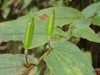 Fruits