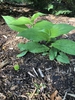 Tricyrtis lasiocarpa