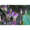 Tricyrtis lasiocarpa