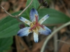 Tricyrtis lasiocarpa