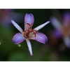 Tricyrtis lasiocarpa