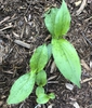 Tricyrtis formosana