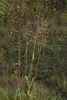 Panicles of spikelets (Monroe County, NY)-Early Fall