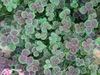 Trifolium repens